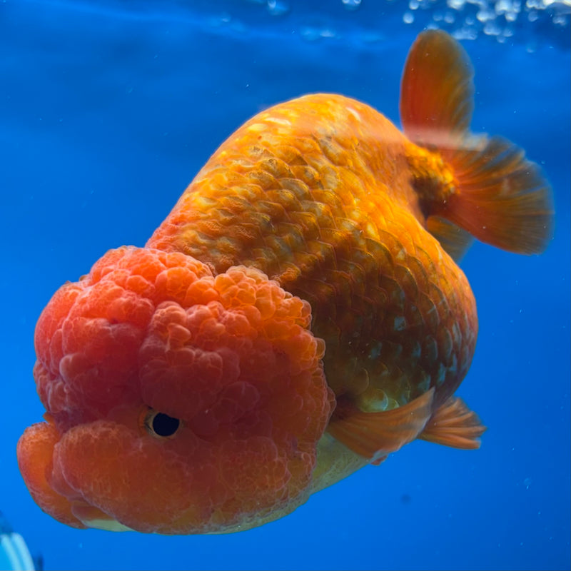 Thai Ranchu JUMBO Full Red 4.5” Body Female(CK-1451)SHOWTANK2