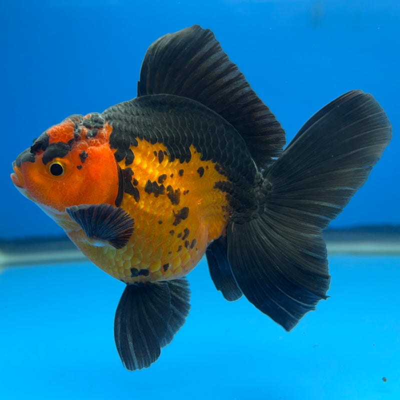 Thai Oranda Apache 3” Body Male(CK-696)R1B07