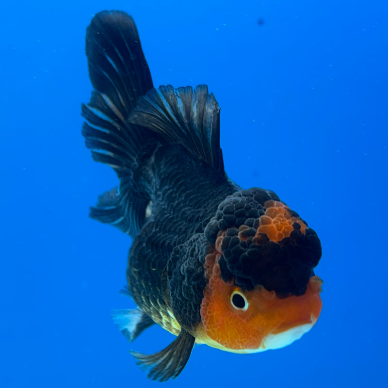 Thai Oranda Apache 3” Body Female(CK-960)R3B12