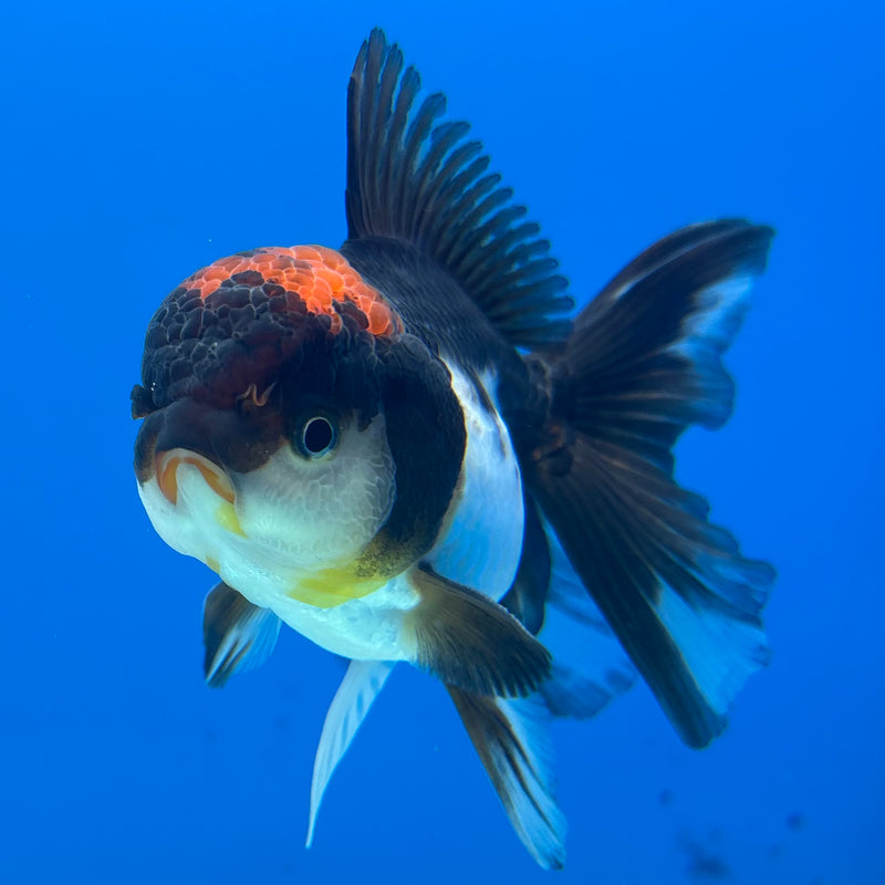 Thai Oranda Tri-Color 3” Body Male(CK-969)R3B21