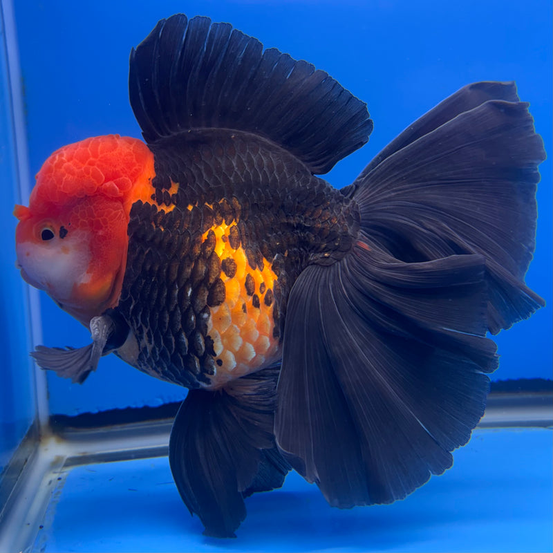 Thai Oranda AA JUMBO Apache 4” Body Male(AA-CK-1356)R1BLUETUB3