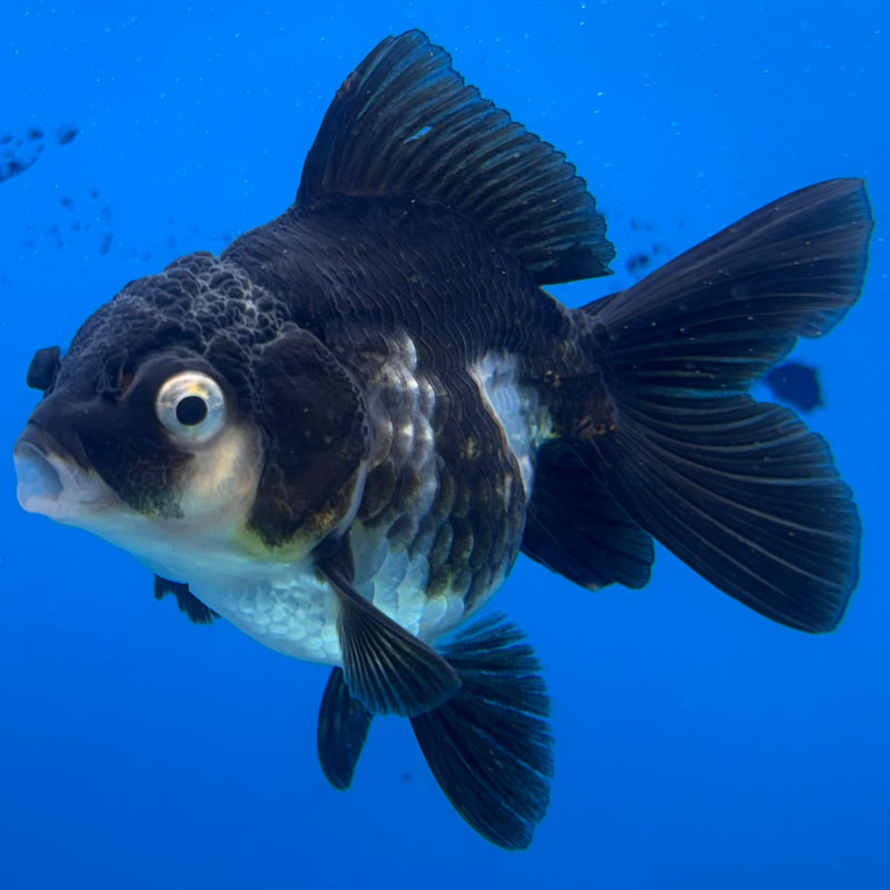 Thai Oranda Panda 2.5" Female (CK-1548)R3A16