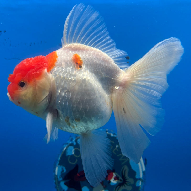 Thai Oranda Tri-Color 3.5” Body Female(QGF-CK-1092)SHOWTANK