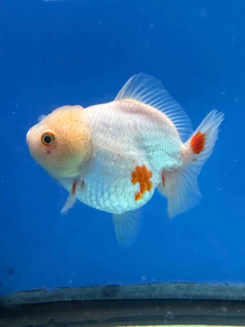 Chinese Oranda Yuanbao Lemonhead 3.5in Female (FEB-306)R2A06