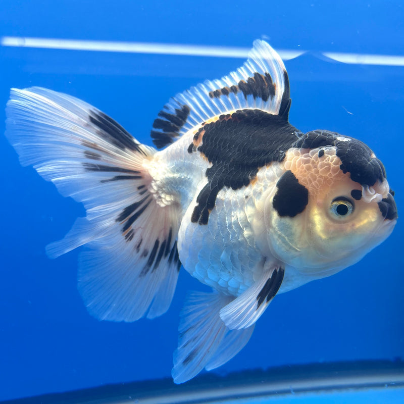 Thai Oranda Panda 3.5” Body Male(CK-793)R1B04