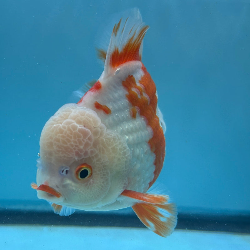 Thai Premium Jumbo Red/White Lemon Head Short Tail Giant Breed 5.00 inch Body Oranda Male (CRP-JO1010)
