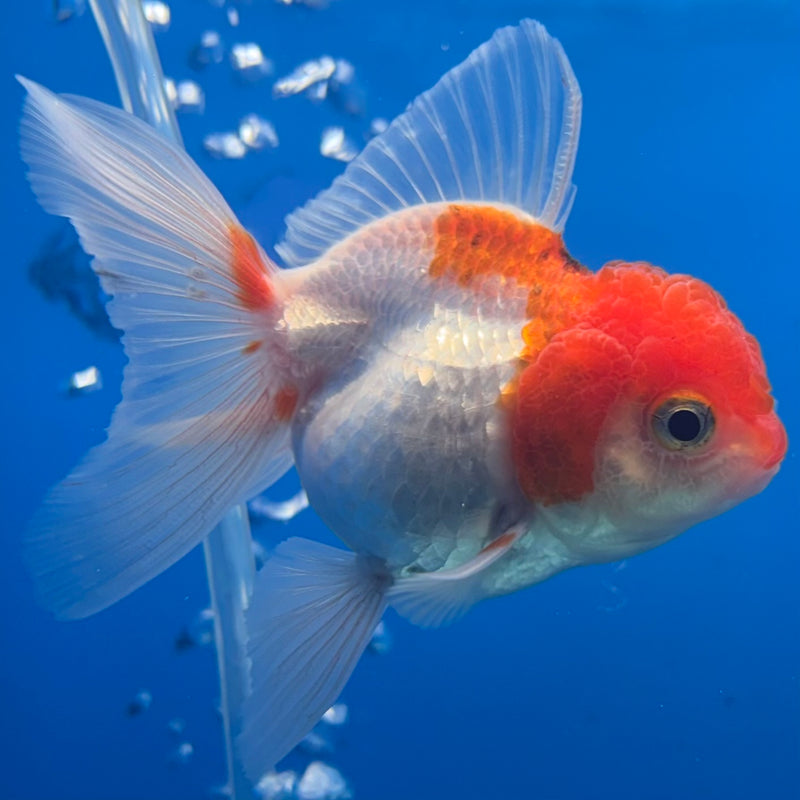 Thai Oranda Red/White 2” Body Female(CK-1283)R3B03