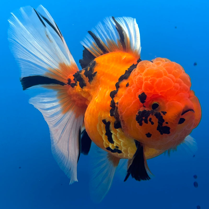 Thai Oranda Tiger Calico 3” Body Female(BIN-CK-1061)SHOWTANK2