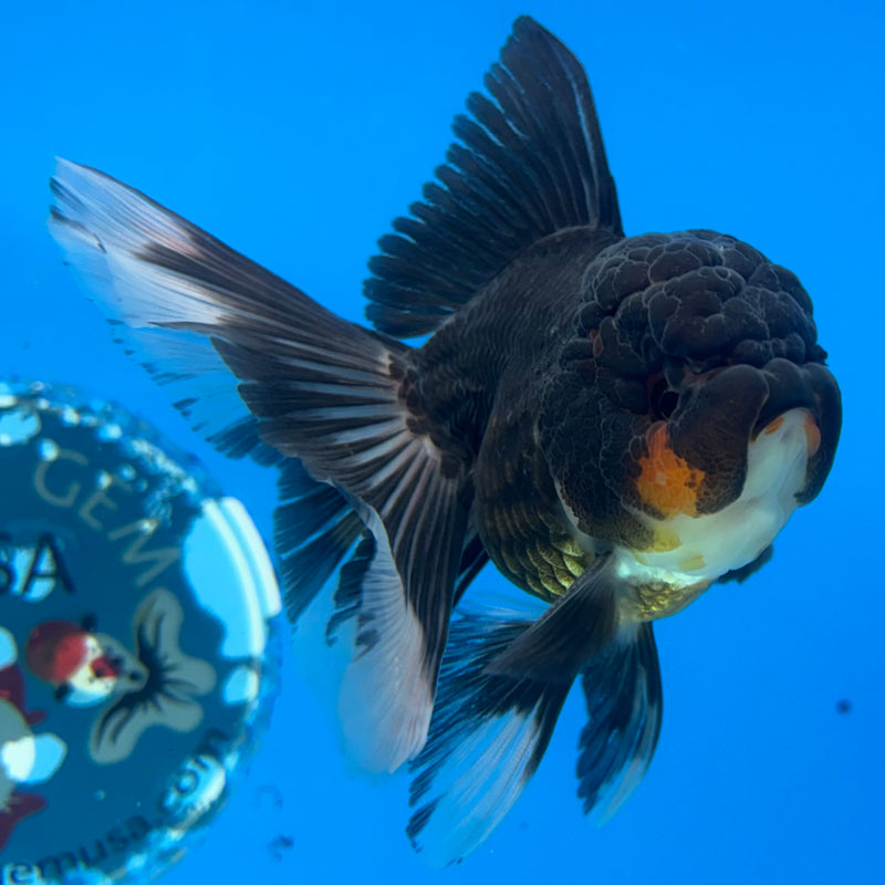 Thai Oranda Apache 2.5” Body Male(CK-982)R3B08