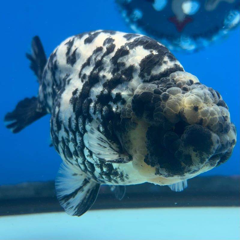 Thai Ranchu JUMBO Granite Calico 4.5” Body Male(BIN-CK-1049)SHOWTANK2