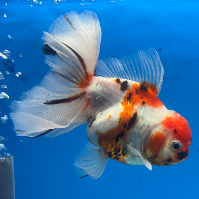 Thai Oranda Tri-Color Tiger Calico 3.5” Female(BIN-CK-1066)SHOWTANK2