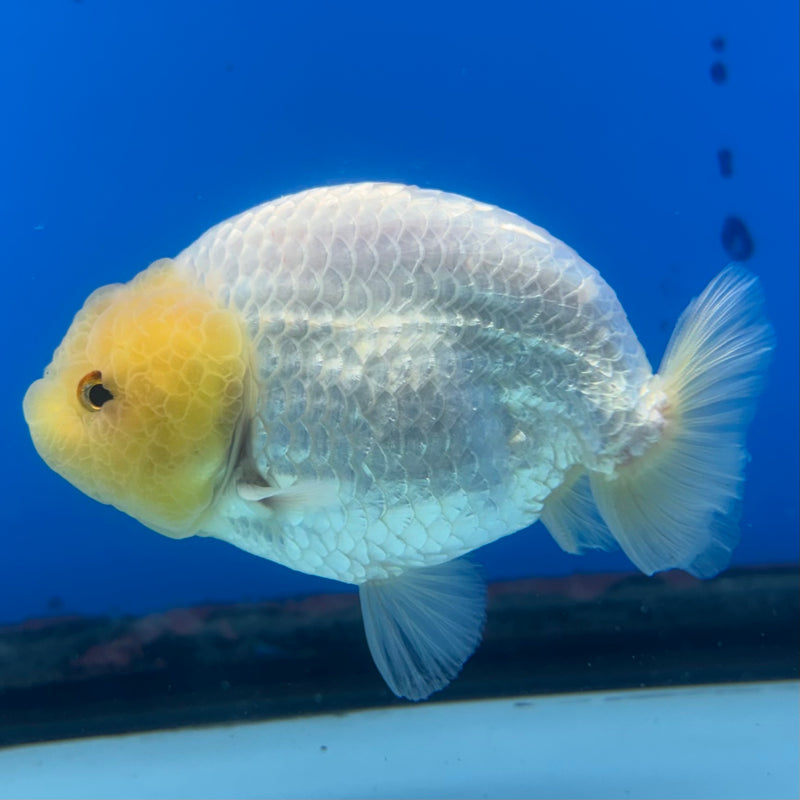 Thai Ranchu Lemon Head White 3” Body Male(CK-995)R3B03