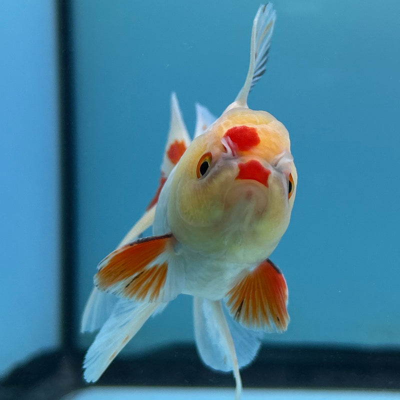 Thai White Oranda 2.5“ Body Male (JCD-150)R4C07