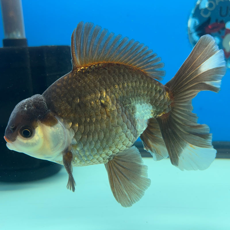 Thai Oranda Panda 4.5” Body Male(BIN-CK-1064)SHOWTANK2