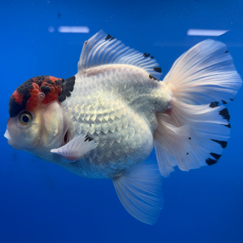 Thai Oranda Tri-Color 4” Body Female(CK-811)R1A01