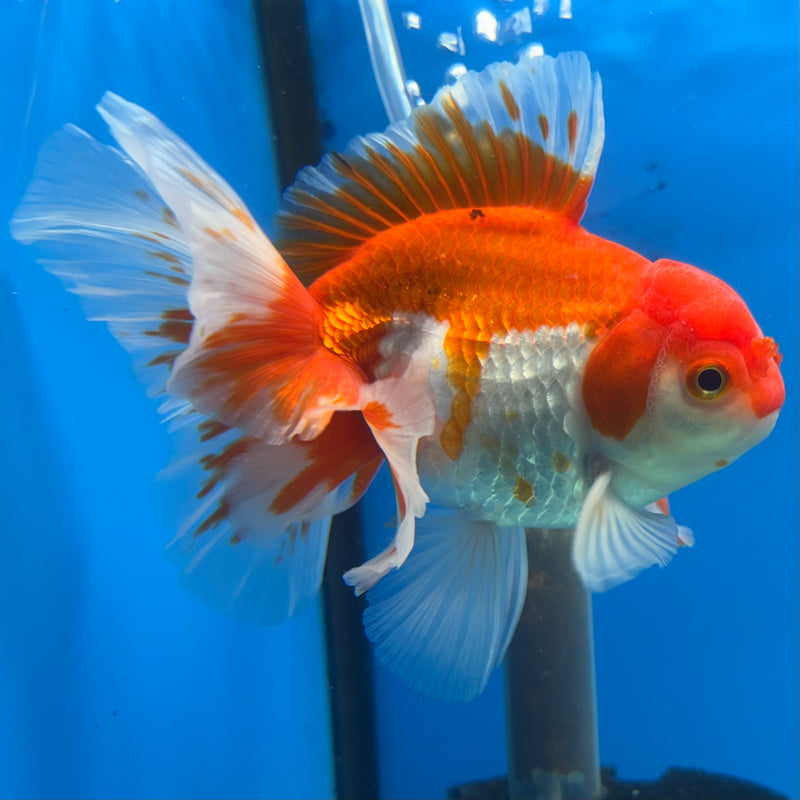 Thai Oranda Red/White 3.5” Body Male(QGF-CK-1075)SHOWTANK