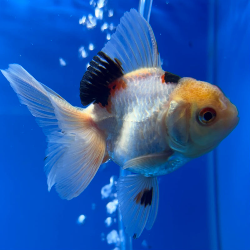 Thai Oranda Lemon Head Tri-Color 2” Body Male(CK-738)R3B21