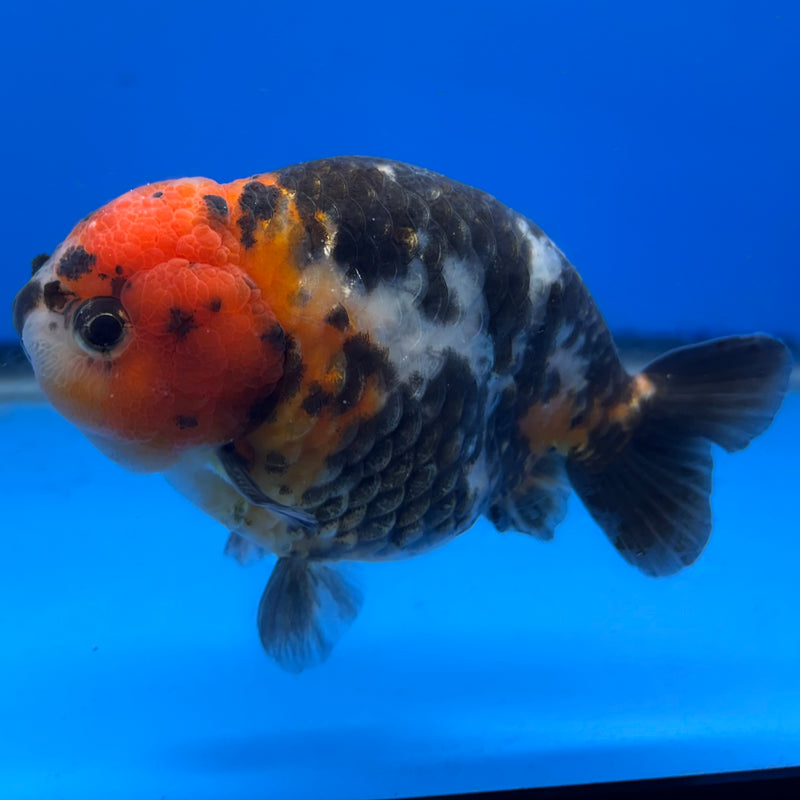 Chinese Ranchu Calico 4” Body Male(CK-1459)R2A07