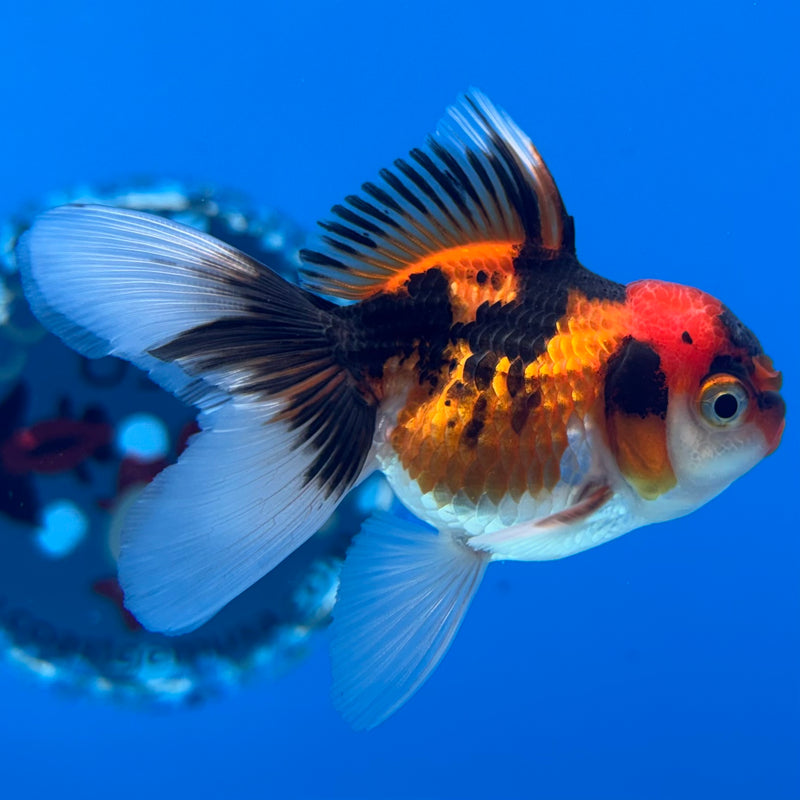 Thai Oranda Apache 2” Body Male(CK-1274)R3B05