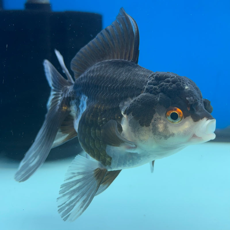 Thai Oranda Panda 3” Body Female(CK-973)R3B10