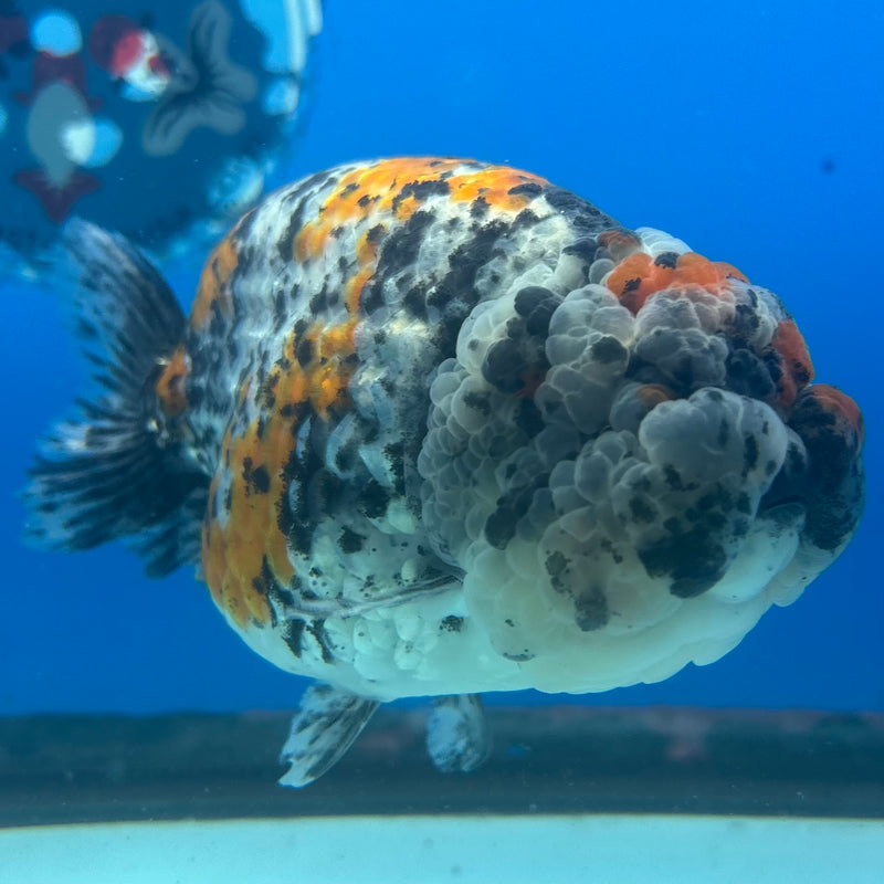 Thai Ranchu JUMBO Calico 4.5” Body Female(BIN-CK-1047)SHOWTANK2