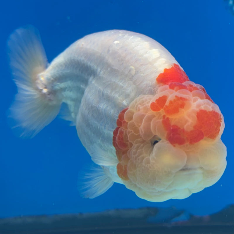 Thai Ranchu Lemon Head/White/Red Calico 3.5" Body Male(CK-894)R1A11