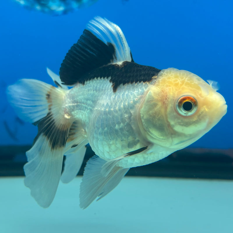 Thai Oranda Panda 2.5” Body Female(CK-1292)R3B01