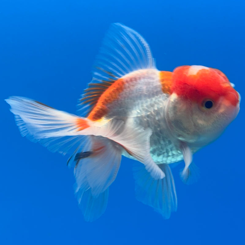 Thai Oranda Red/White 2.5” Body Male(CK-1294)R3B01