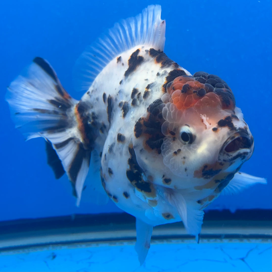 Thai Oranda Tri-Color Tiger 4" Male(NKT-CK-1568)BLUETUB-B