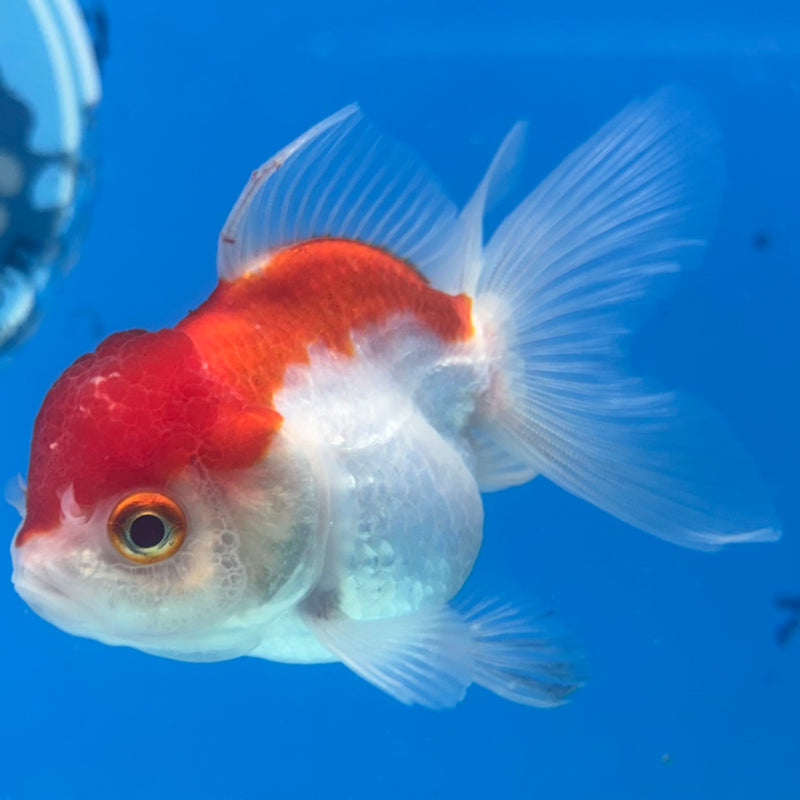 Thai Oranda Red/White 2.5" Female(CK-1529)R3B13
