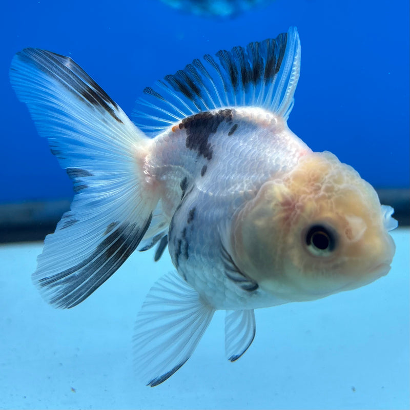 Thai Oranda Panda 2” Body Female(CK-1010)R3B15