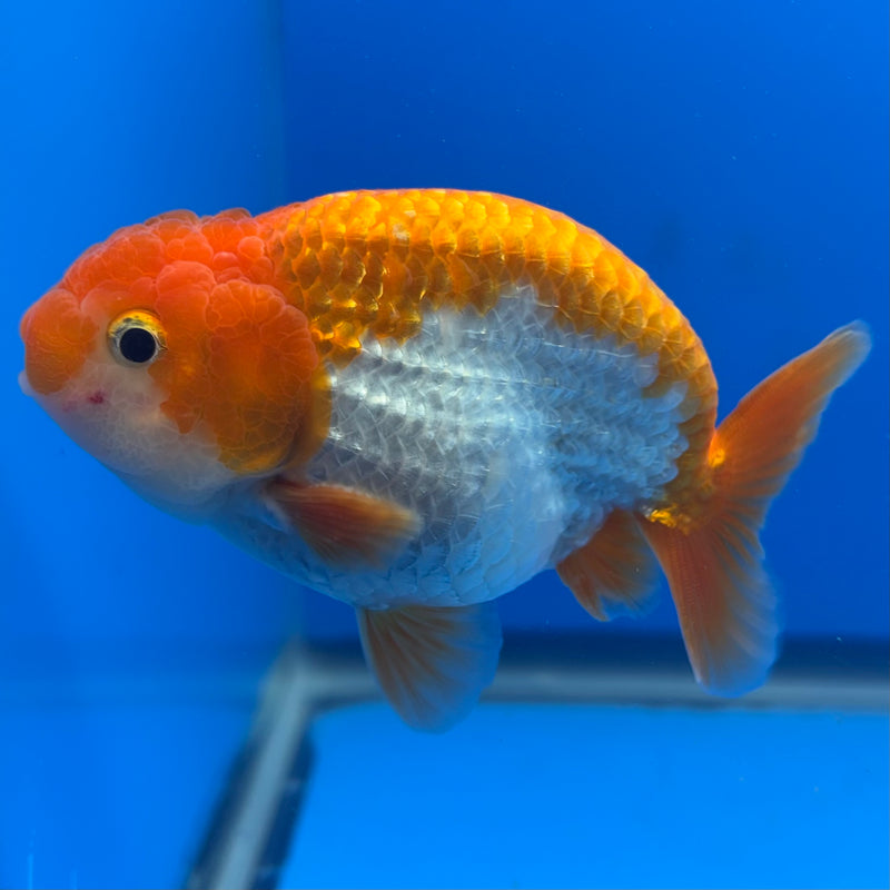 Thai Ranchu Red/White 3.5” Body Male(CK-828)R3A13
