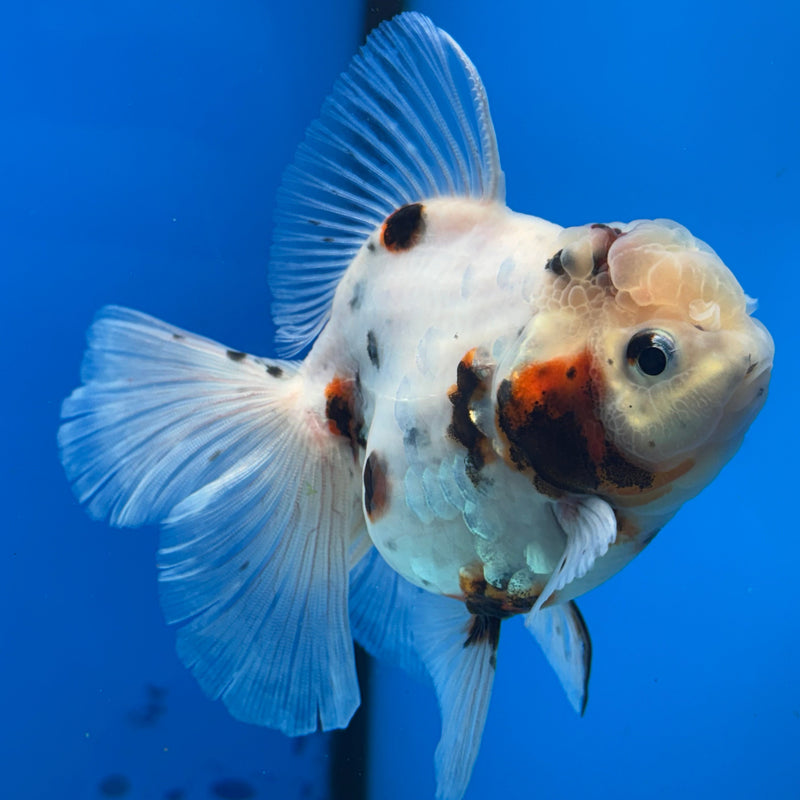 Thai Oranda Tri-Color Tiger Calico 3” Body Female(CK-619)R1B02