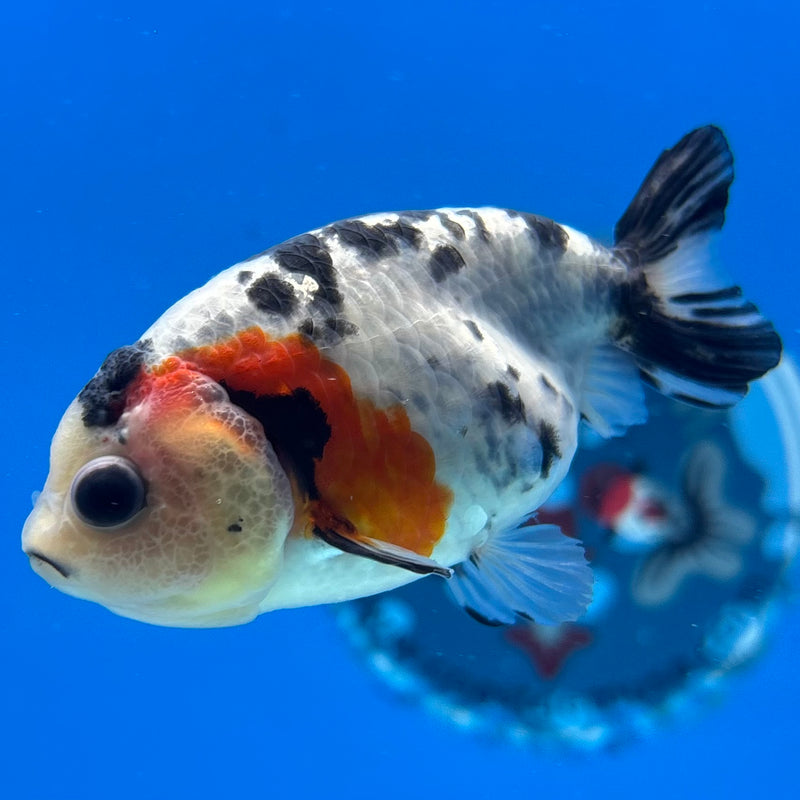 Thai Ranchu Calico 3” Body Female(CK-1389)R1A09
