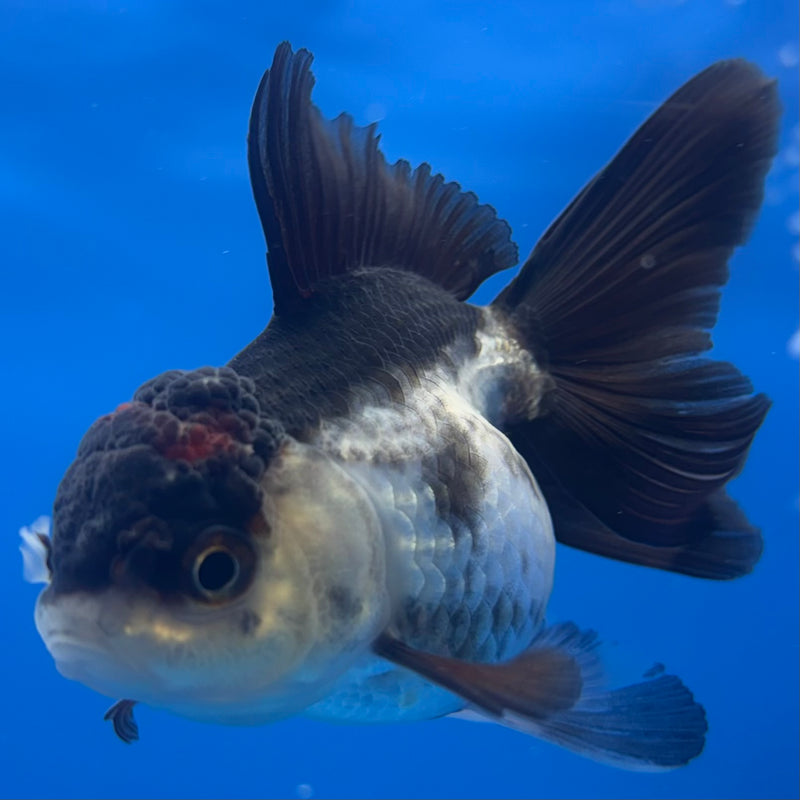 Thai Oranda Panda 2” Body Female(CK-1300)R3B16