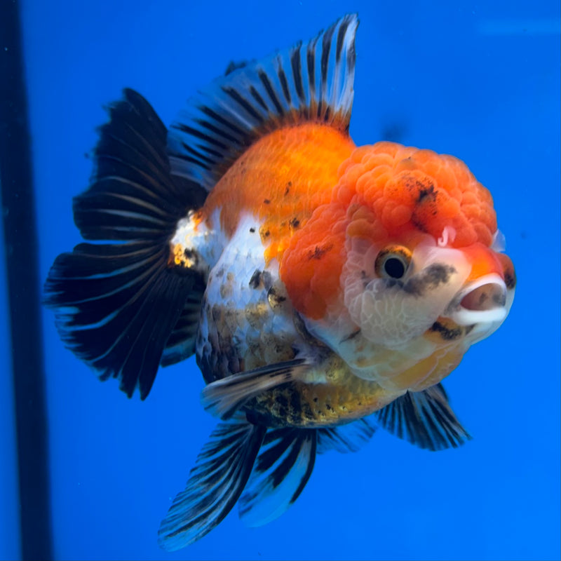 Thai Oranda Apache/Tri-Color 3.5” Body Female(CK-1506)R2A03
