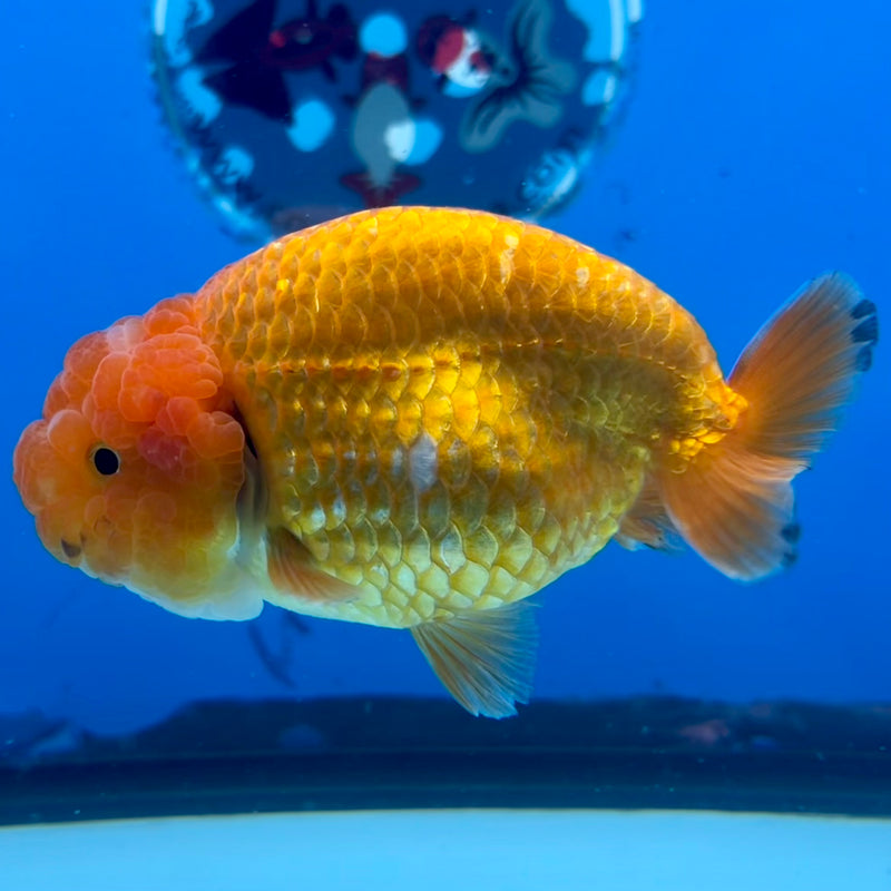 Thai Ranchu Full Red 3.5” Body Female(CK-1123)R1B05