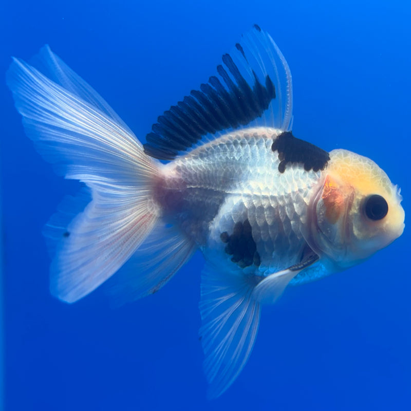 Thai Oranda Lemon Head Button Eye Panda 2.5” Body Male(CK-1258)R3B07