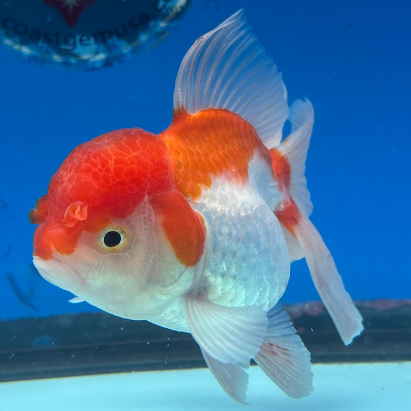 Thai Oranda Red/White 3” Body Female(CK-955)R3B17