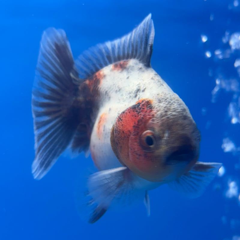 Thai Oranda SHOGUN 2.5” Body Male(CK-798)R1B04