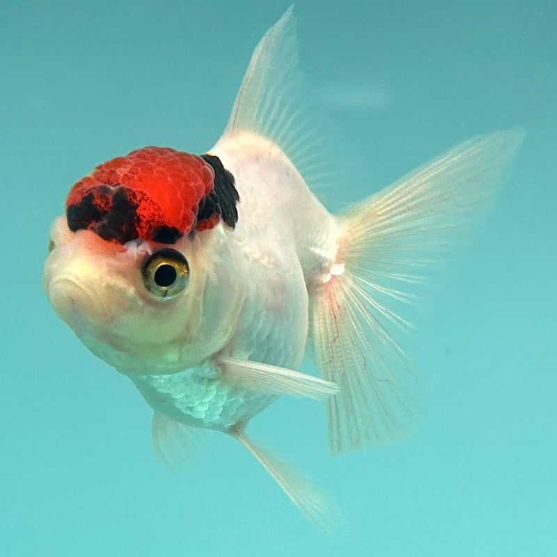 Thai White Red Cap Oranda 2”Body Female (JCD-107)R4B04