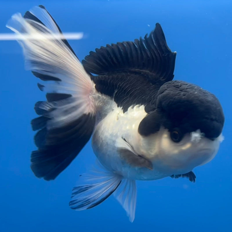 Thai Oranda Panda 3” Body Female(CK-668)R1B08