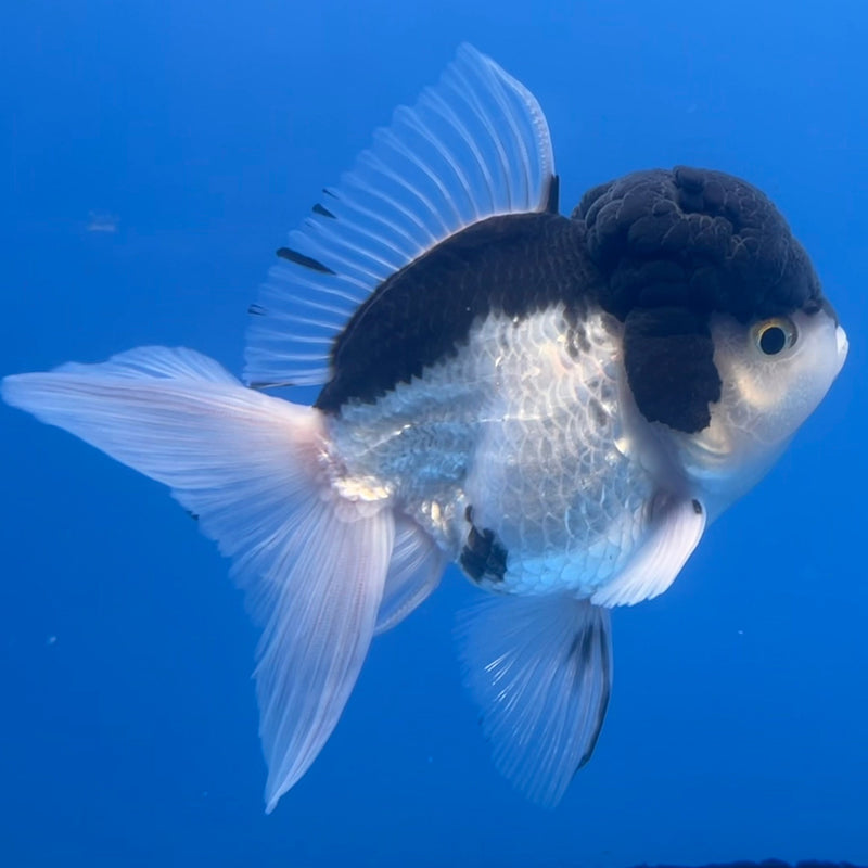 Thai Oranda Panda 3” Body Male(CK-662)R1B11