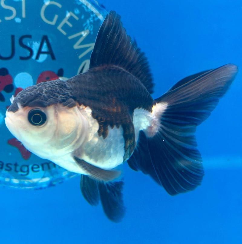 Thai Oranda Panda 2.5” Male (FEB-320)R3B08