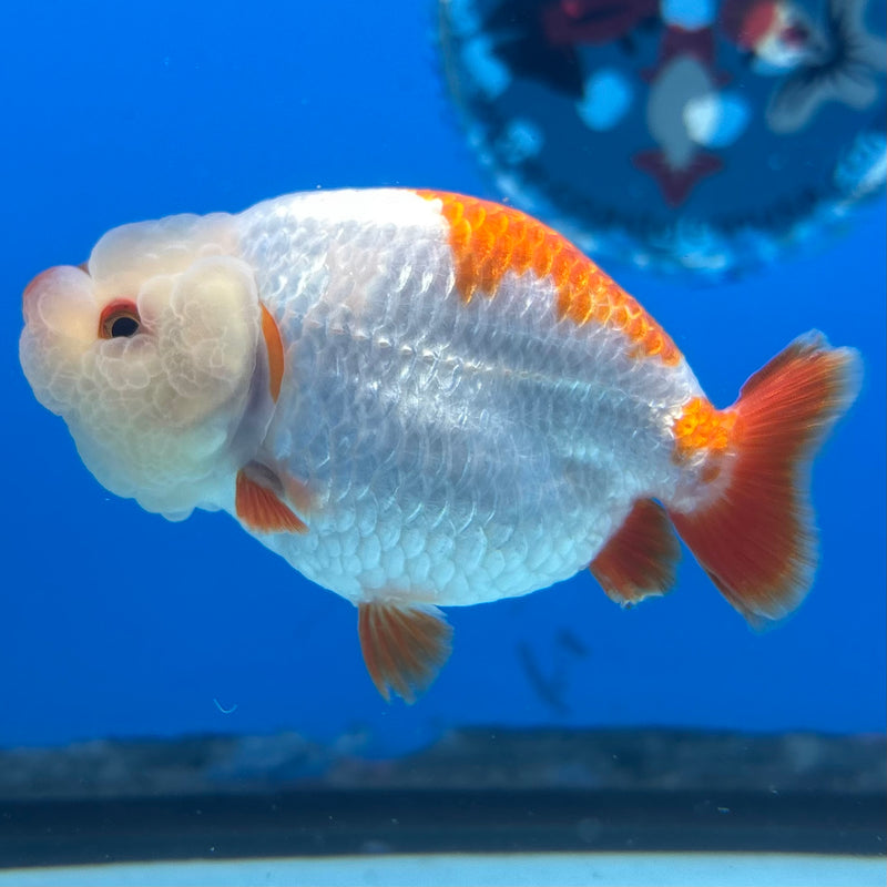 Thai Ranchu Red/White 3” Body Male(CK-992)R3B03