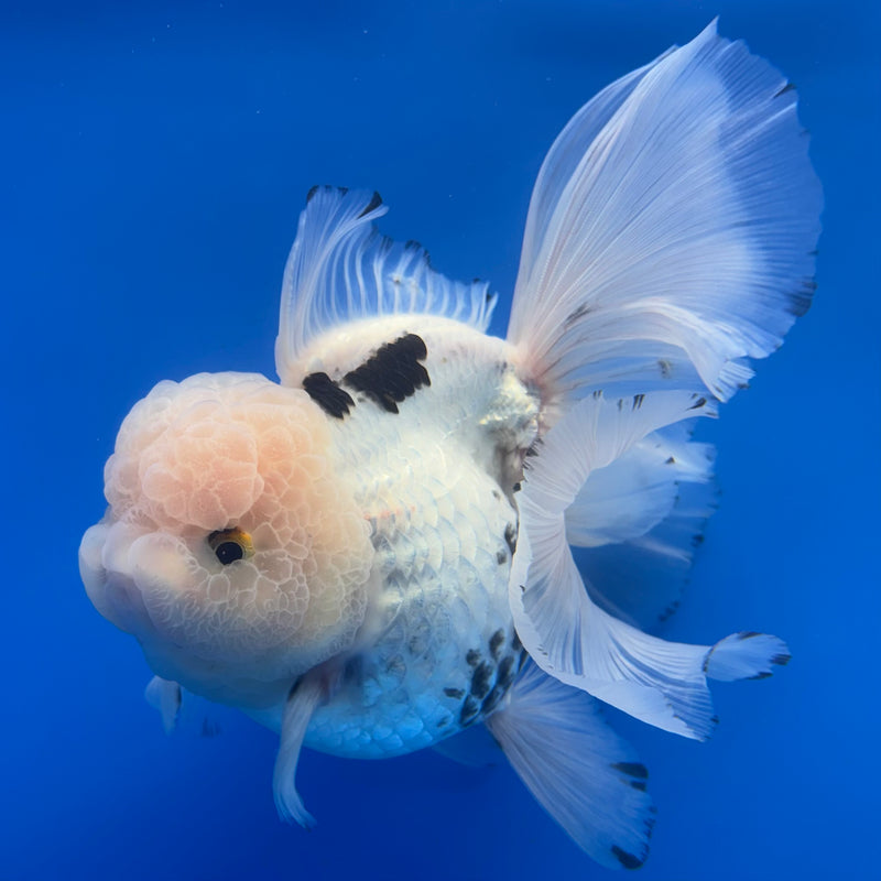 Thai Oranda AA JUMBO Panda 4” Body Female(AA-CK-1358)R1BLUETUB3