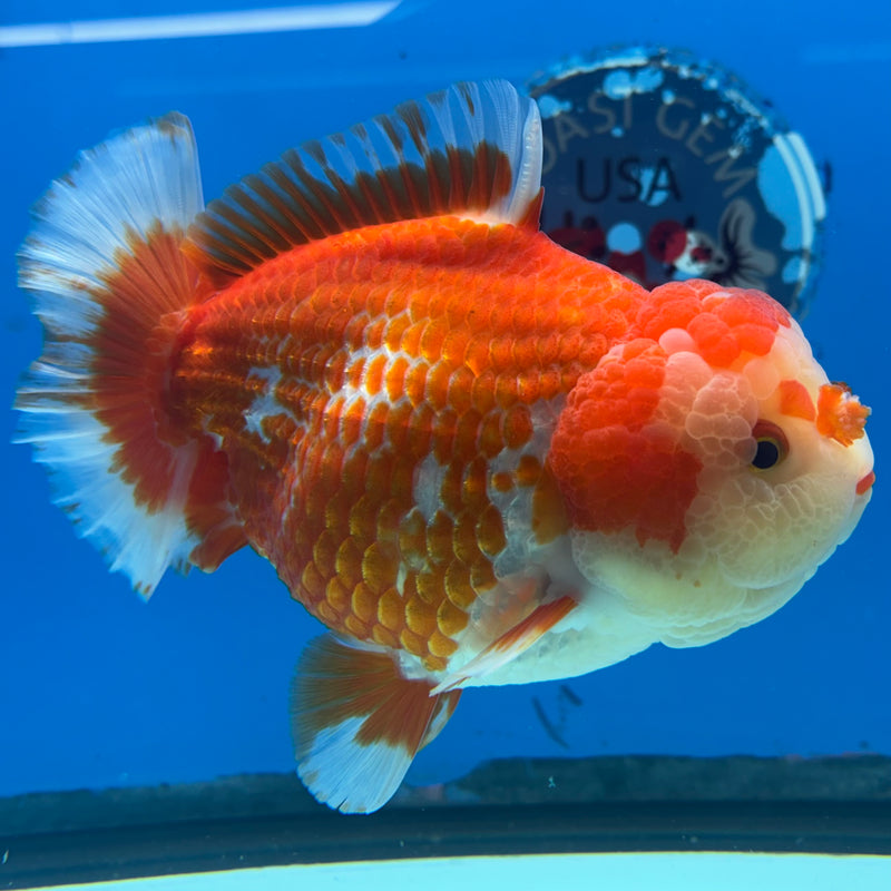 Thai Oranda JUMBO Red/White 4.5” Body Male(CK-1474)R2B15