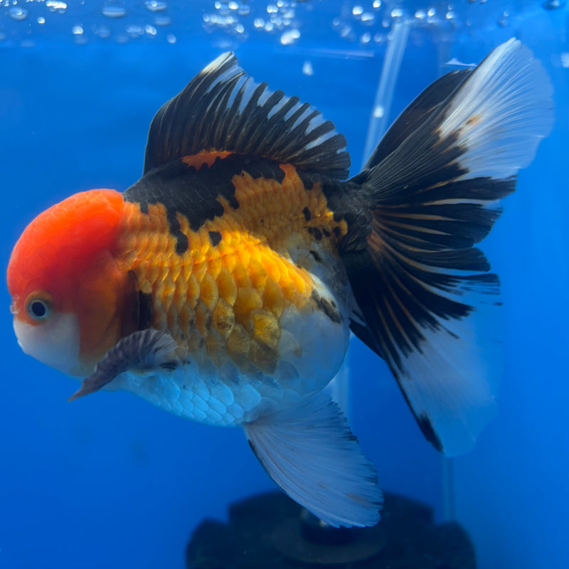 Thai Oranda Apache 3.5” Body Female(CK-791)R1A03