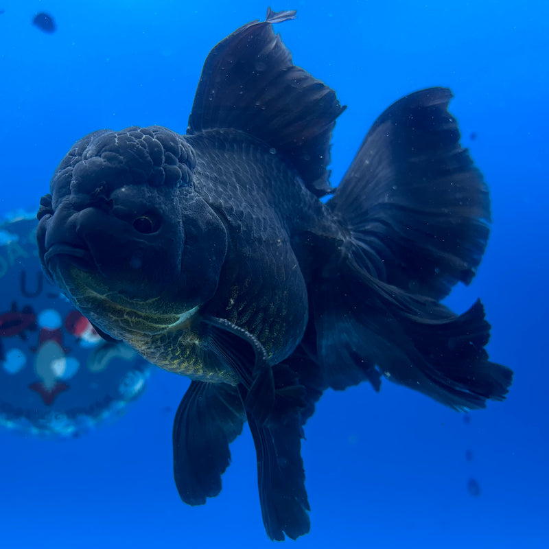 Thai Oranda JUMBO Full Black 4” Body Male(CK-1364)SHOWTANK2