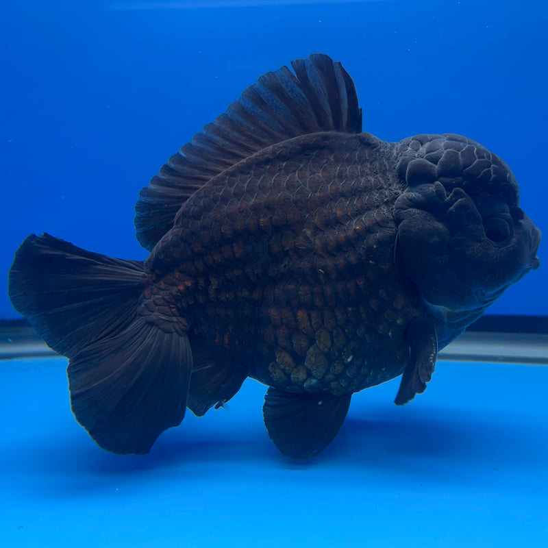 Thai Oranda JUMBO Full Black 4.5” Body Male(QGF-CK-1346)BLUETUB1
